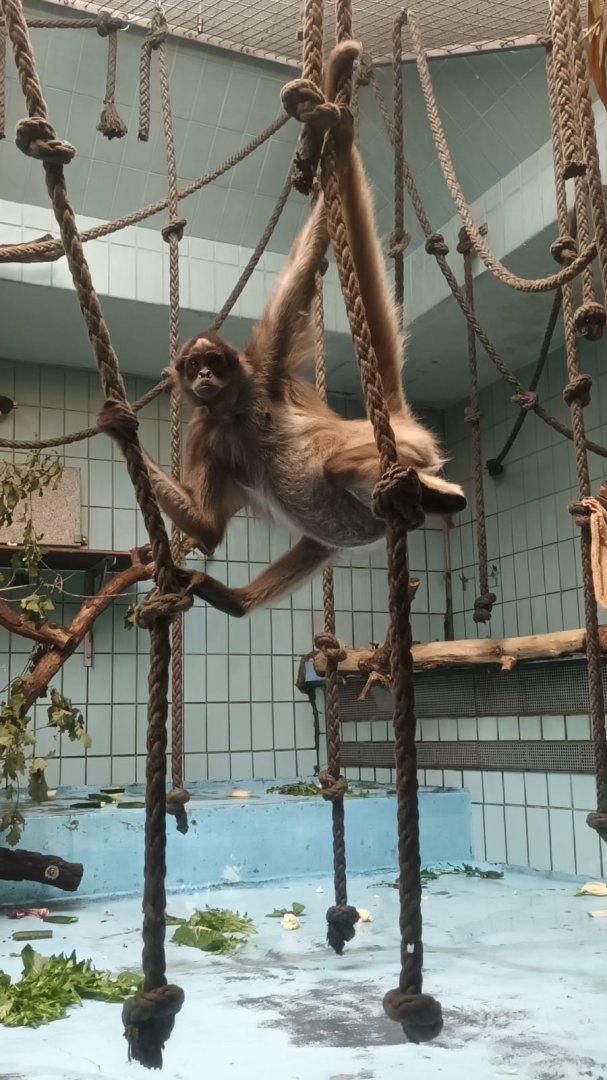Monkey House: Variegated spider Monkey