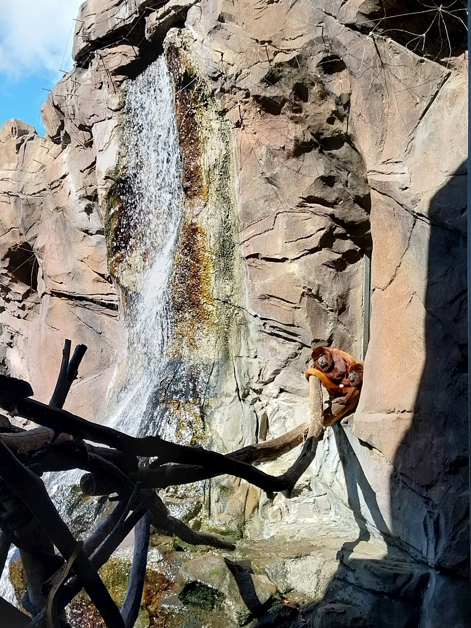 Monkey House - Venezuelan Red Howler (Alouatta seniculus seniculus)