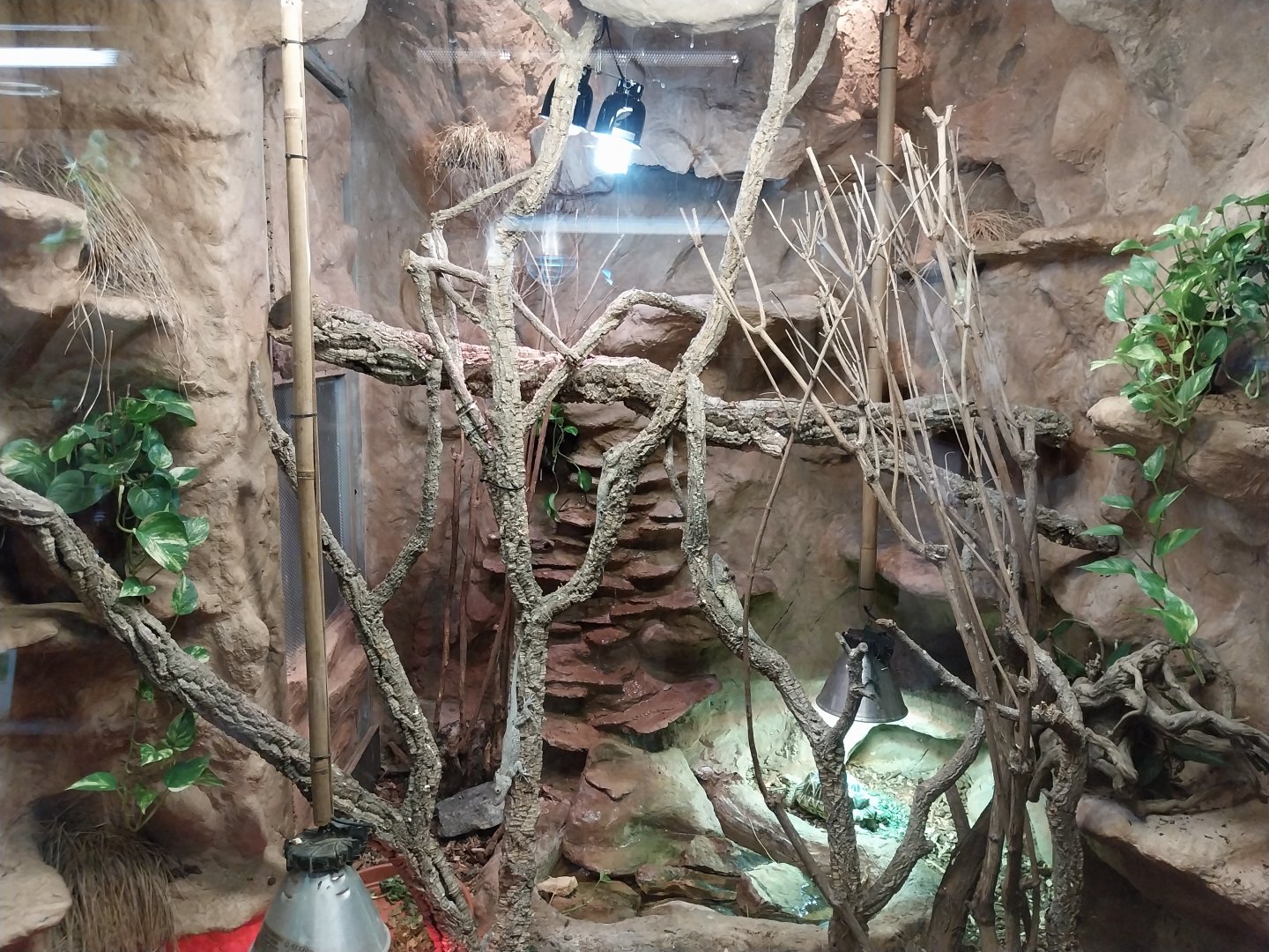 Monkey House - Western Bearded Anole (Anolis barbatus) and Star Tortoise (Geochelone elegans)