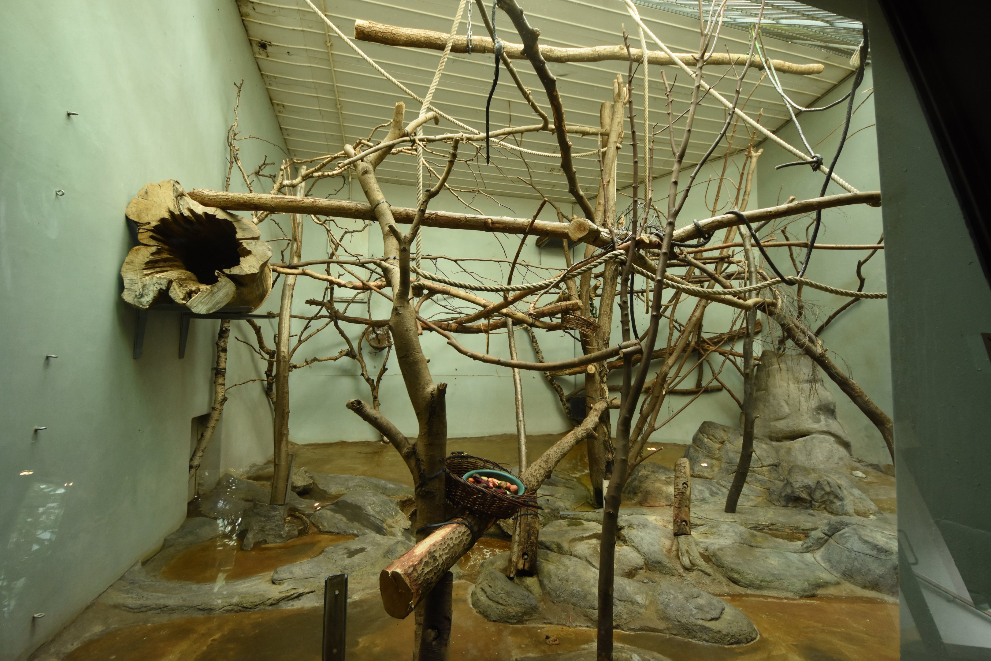 Monkey house - White-faced saki enclosure