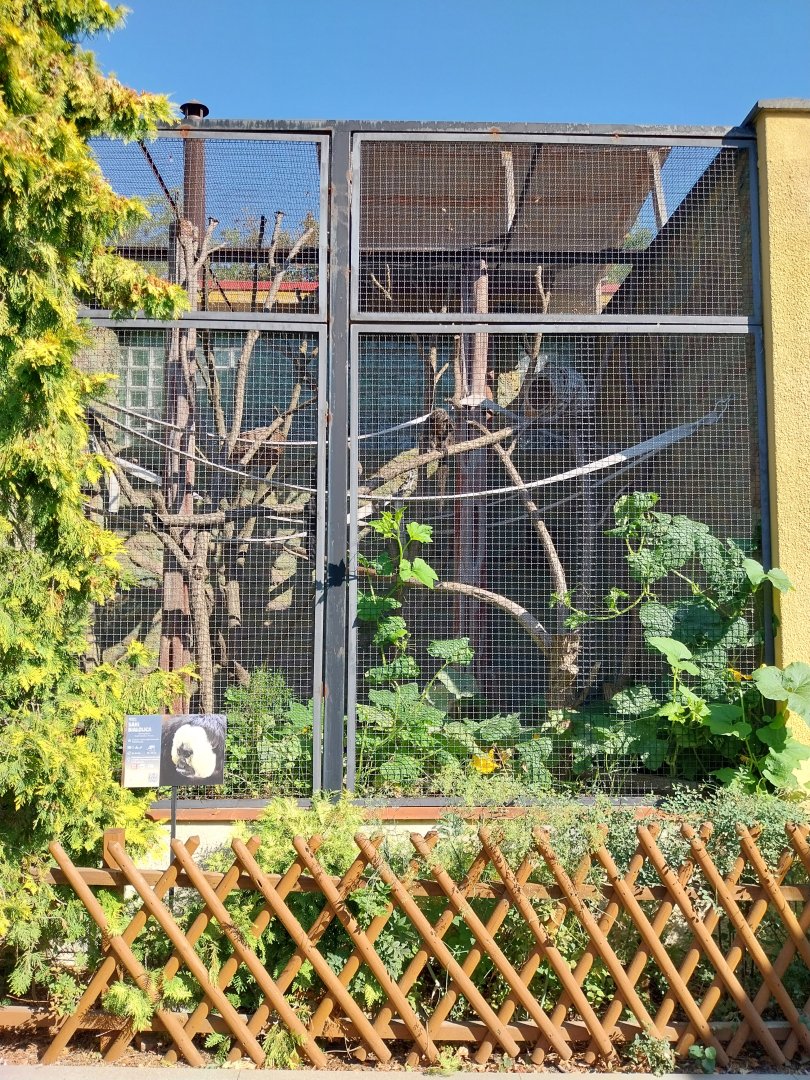 Monkey House - White-faced Saki (Pithecia pithecia)