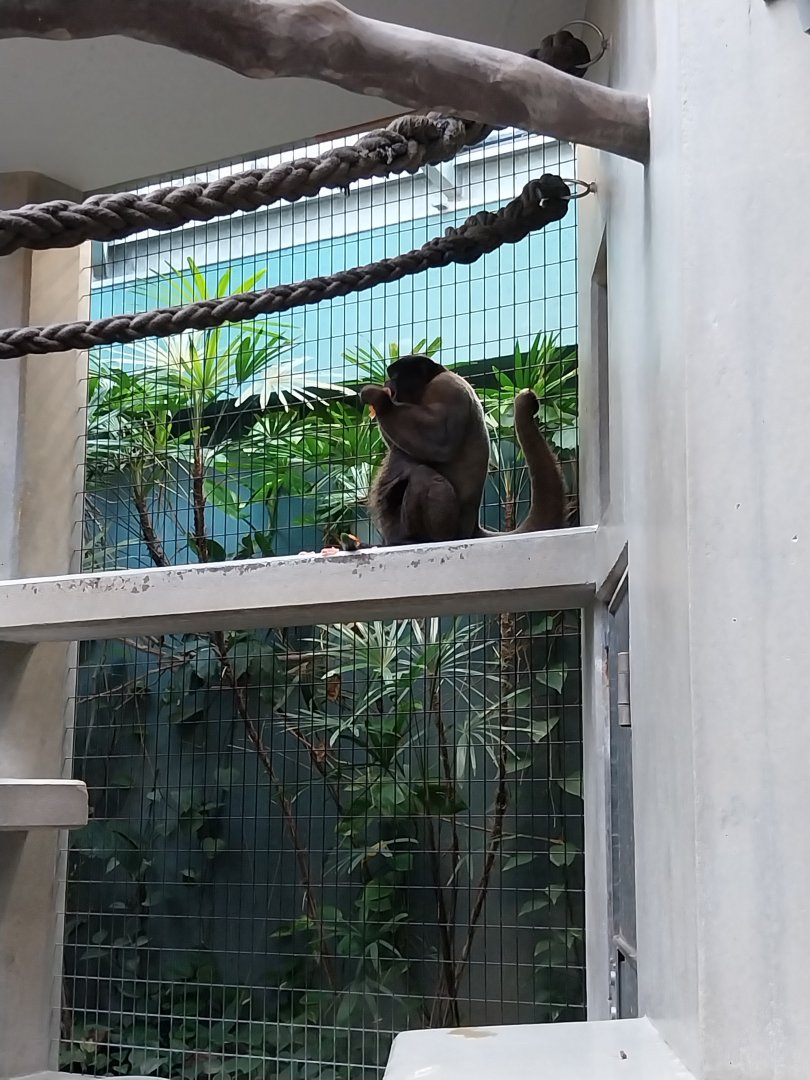 Monkey house - Woolly monkey (Lagothrix lagotricha)