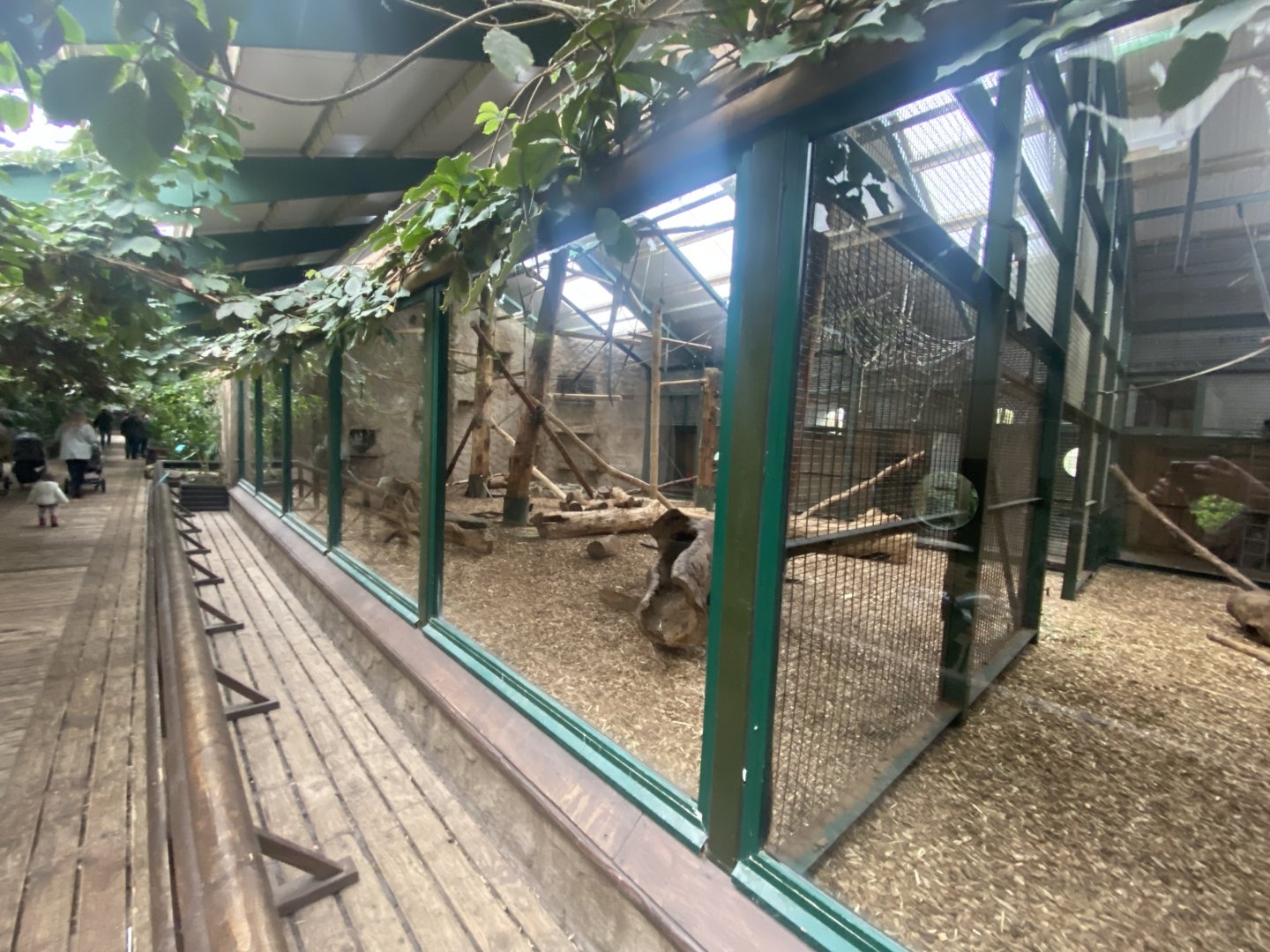 Monkey House - Yellow-breasted capuchin exhibit 191021