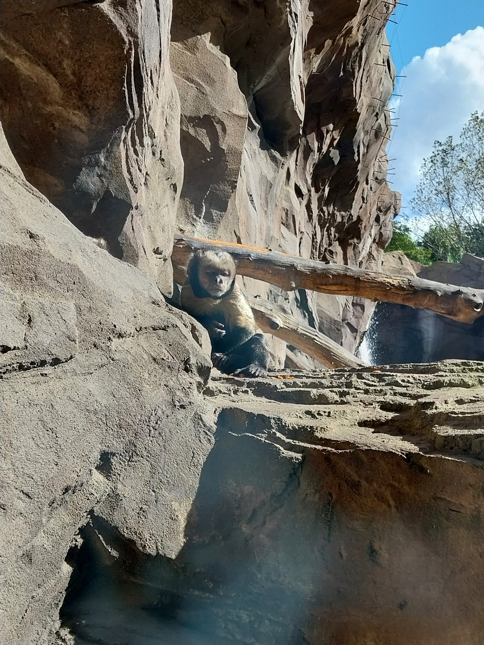 Monkey House - Yellow-breasted Capuchin (Sapajus xanthosternos)