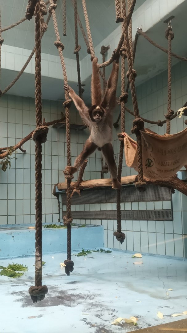 Monkey House: young Variegated spider Monkey