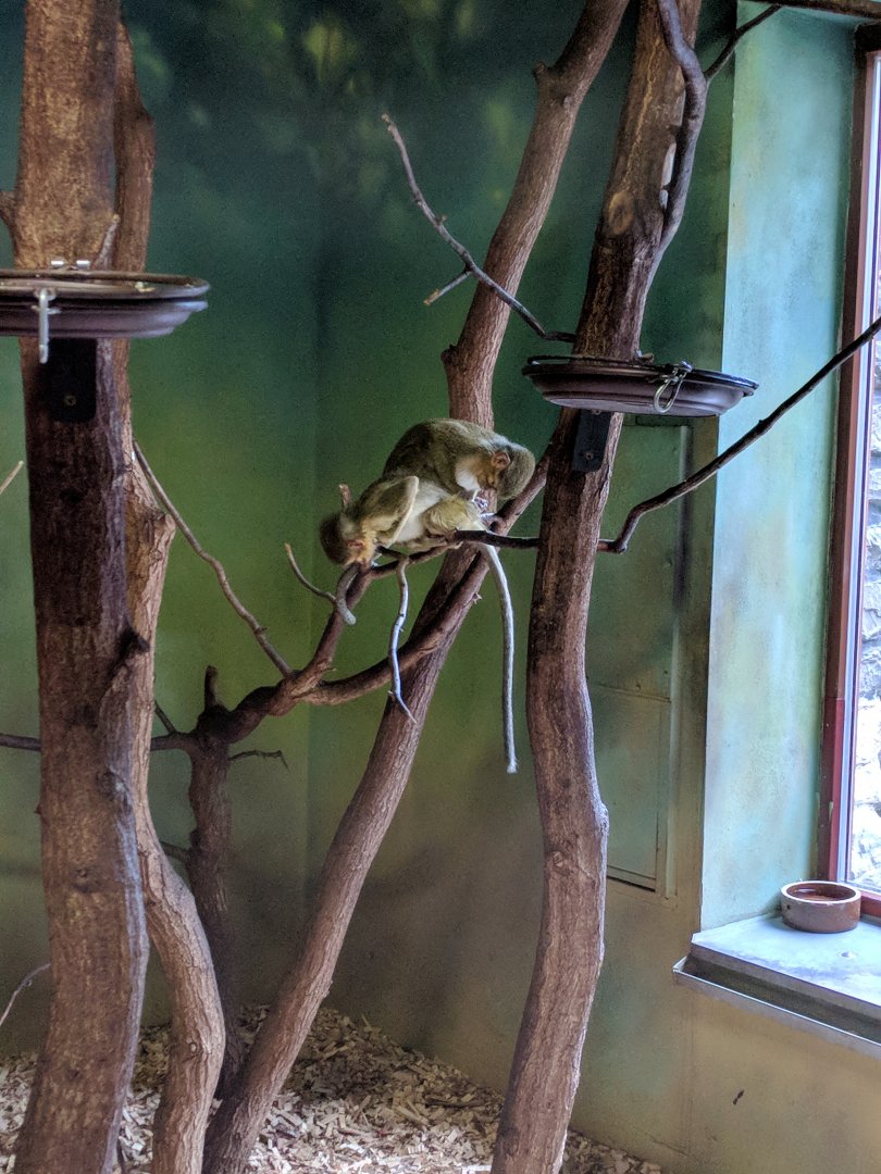 Monkey ID Zoo Praha 2018