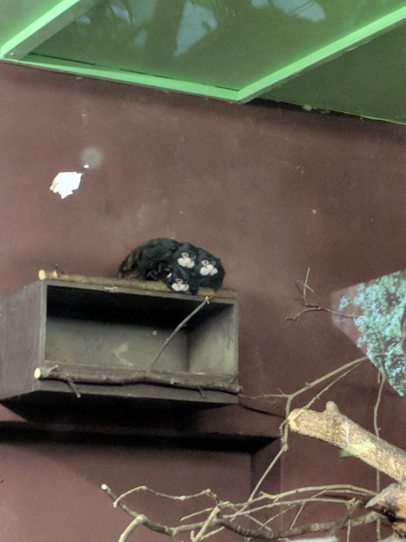 Monkey ID Zoo Praha 2018