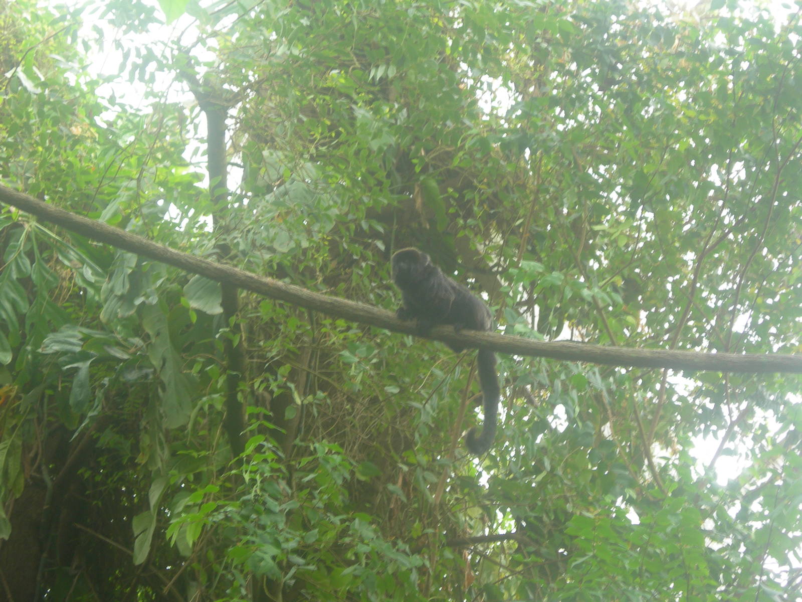 Monkey in Free Range Amazonia