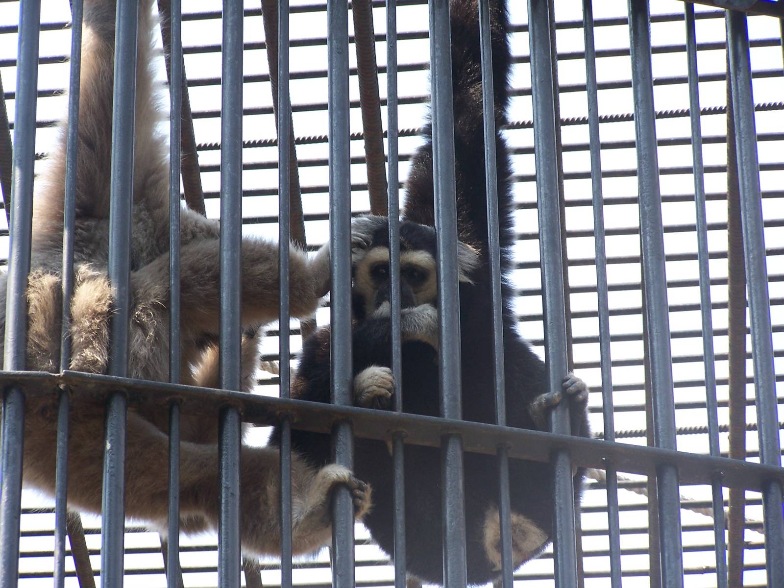Monkey in Tbilisi Zoo