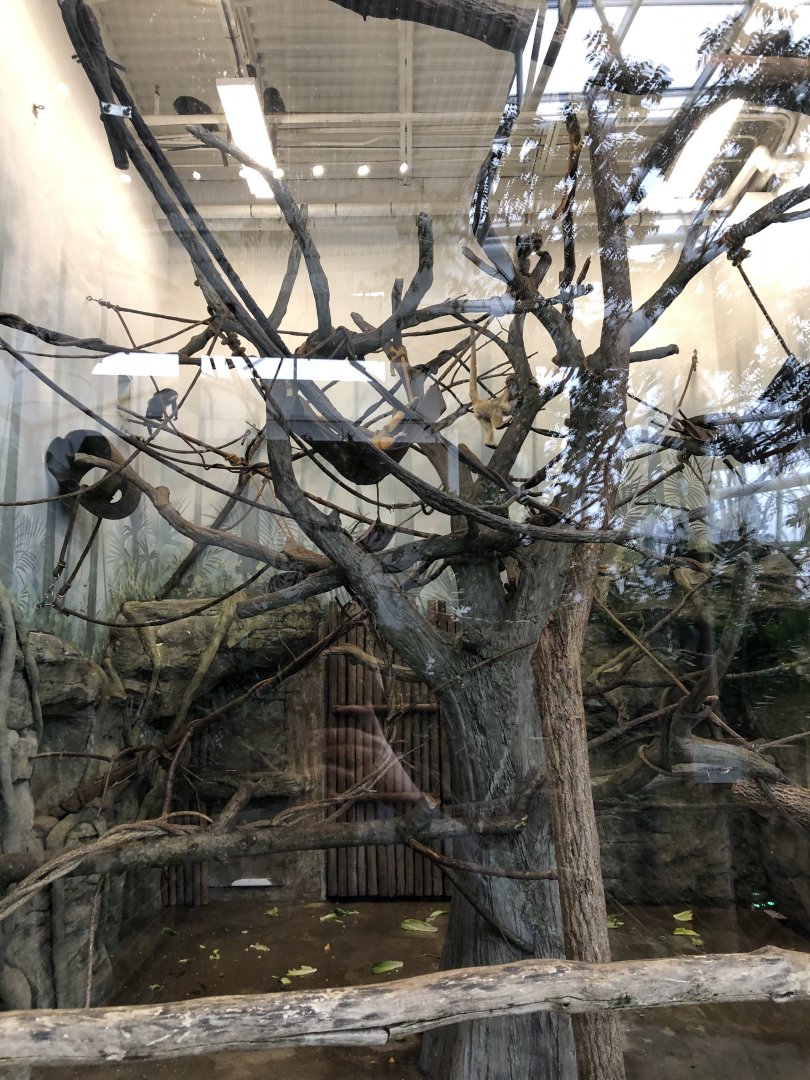 Monkey Interior Enclosure - Feb, 2020