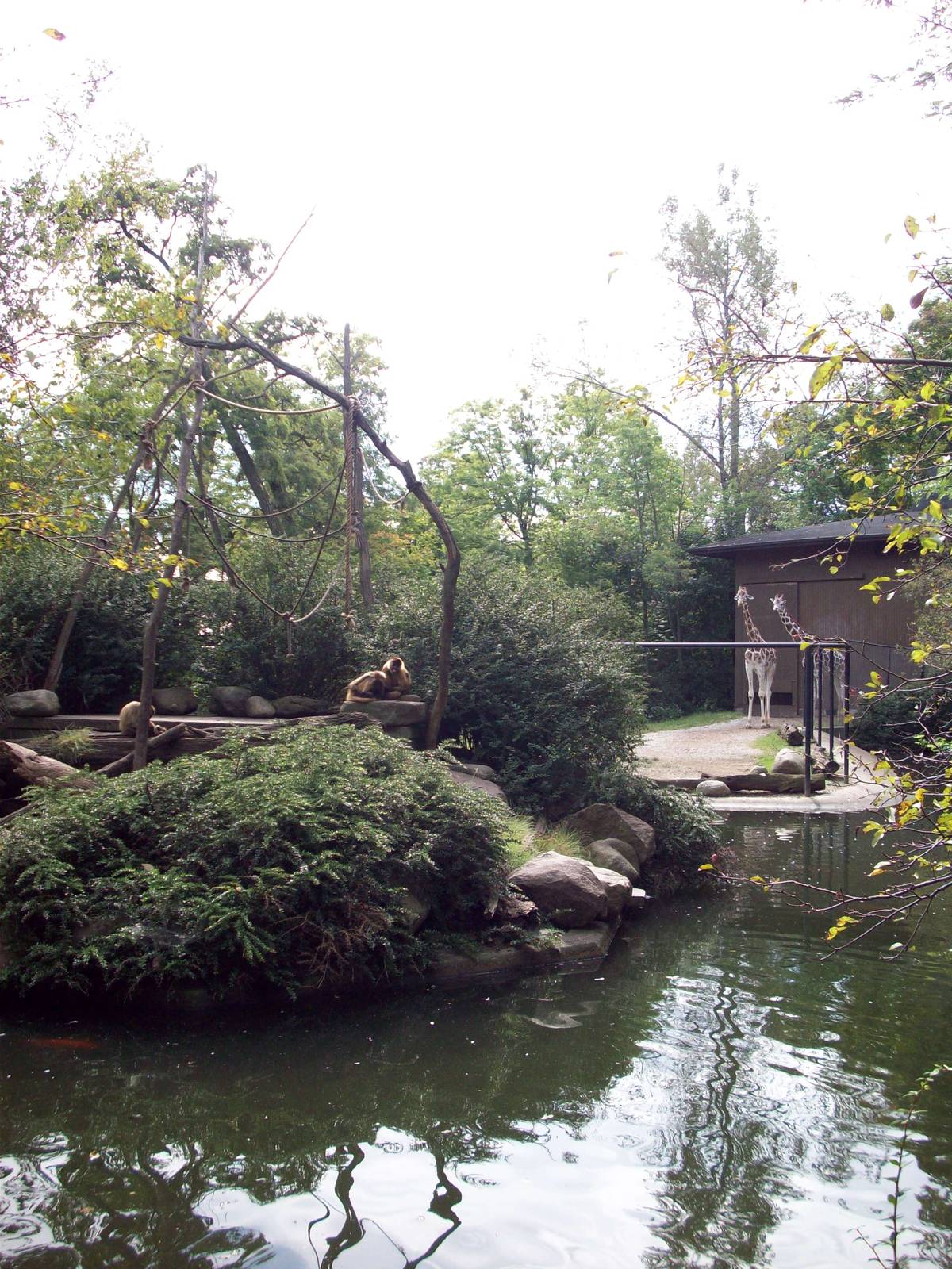 Monkey Island & Giraffe Exhibit