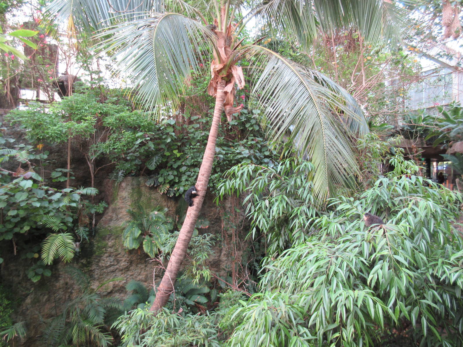 Monkey Island - see two sakis?