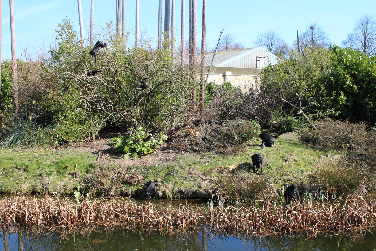 Monkey Islands, Sulawesi Crested Macaques