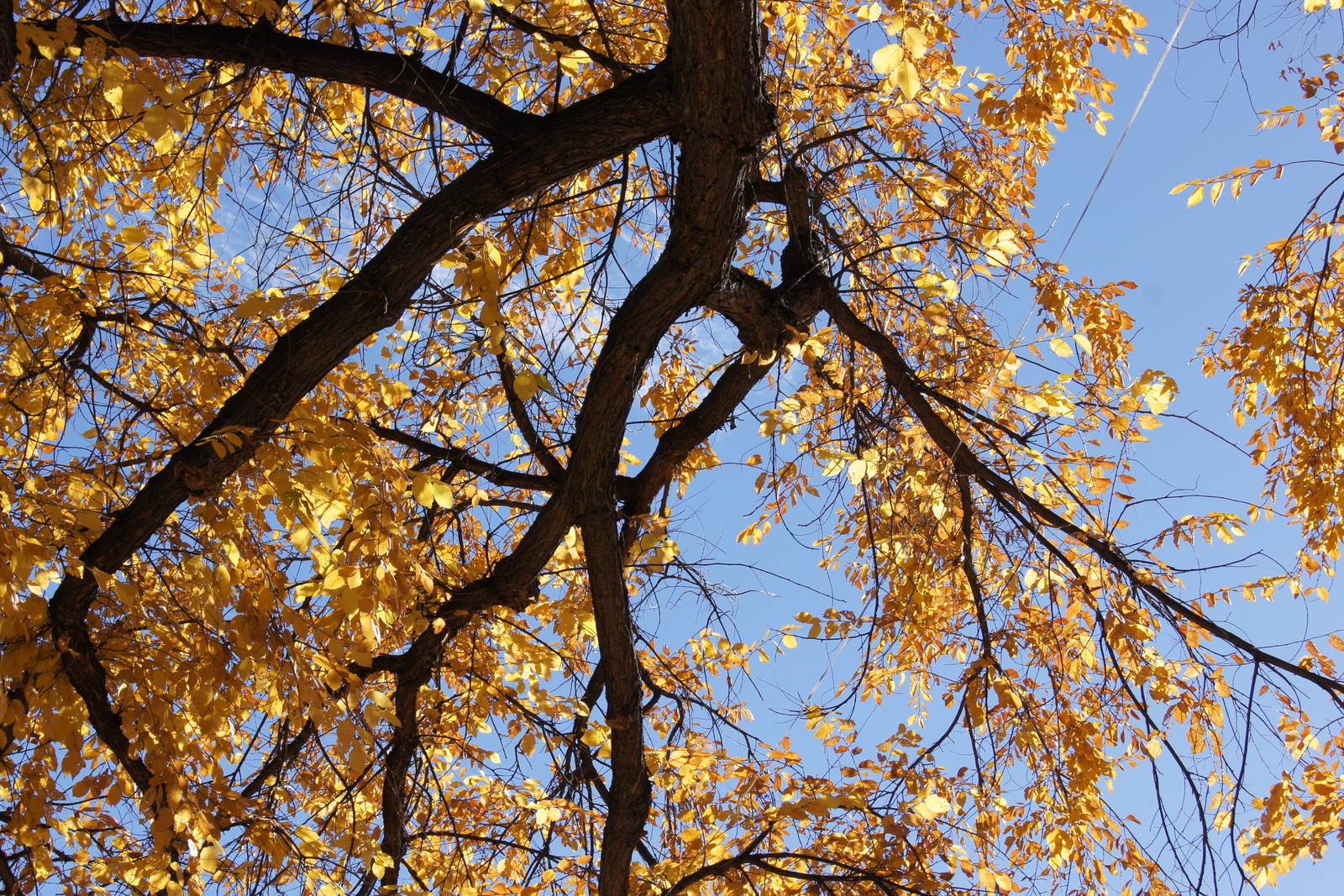 Monkey Island's Trees