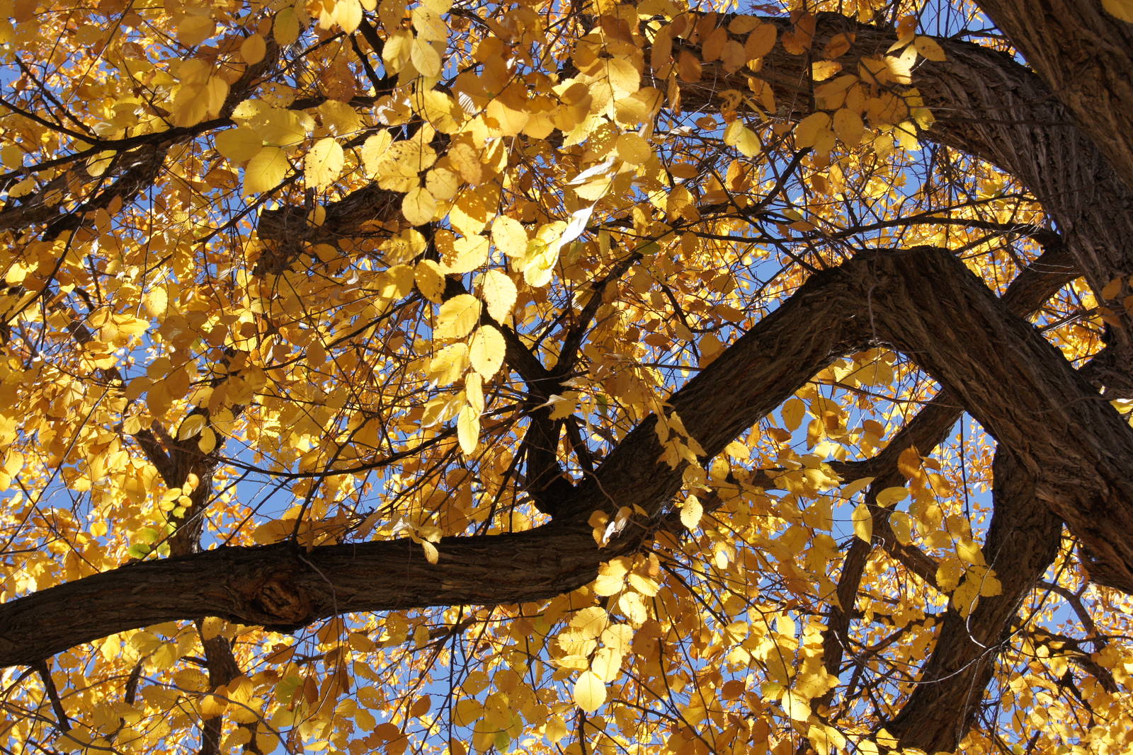 Monkey Island's Trees