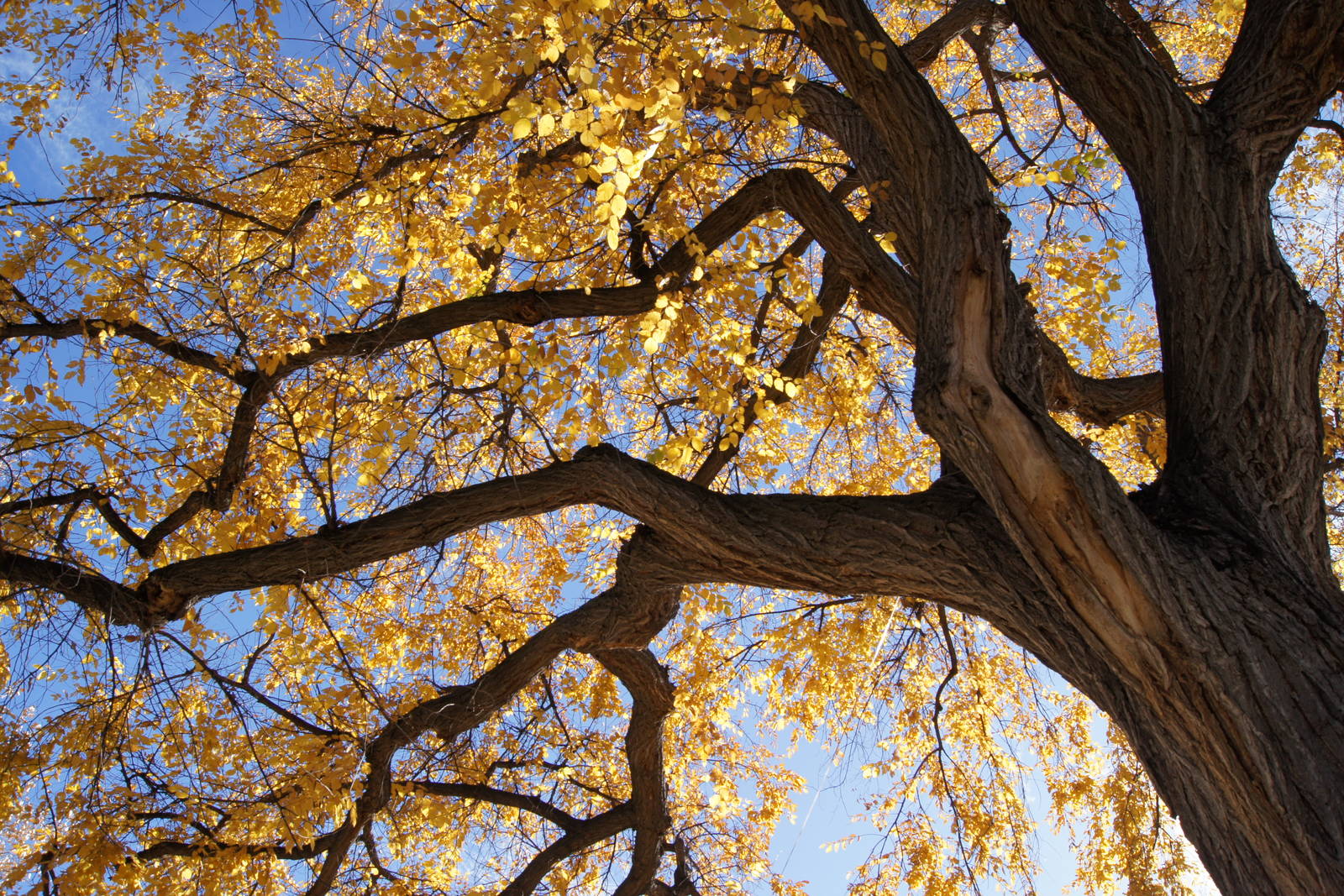 Monkey Island's Trees