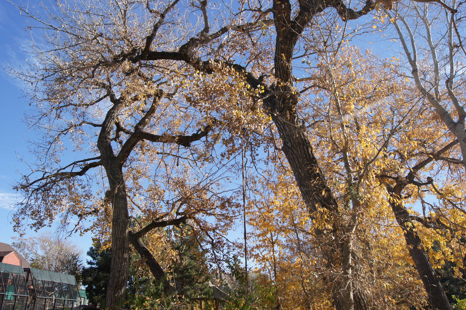 Monkey Island's Trees