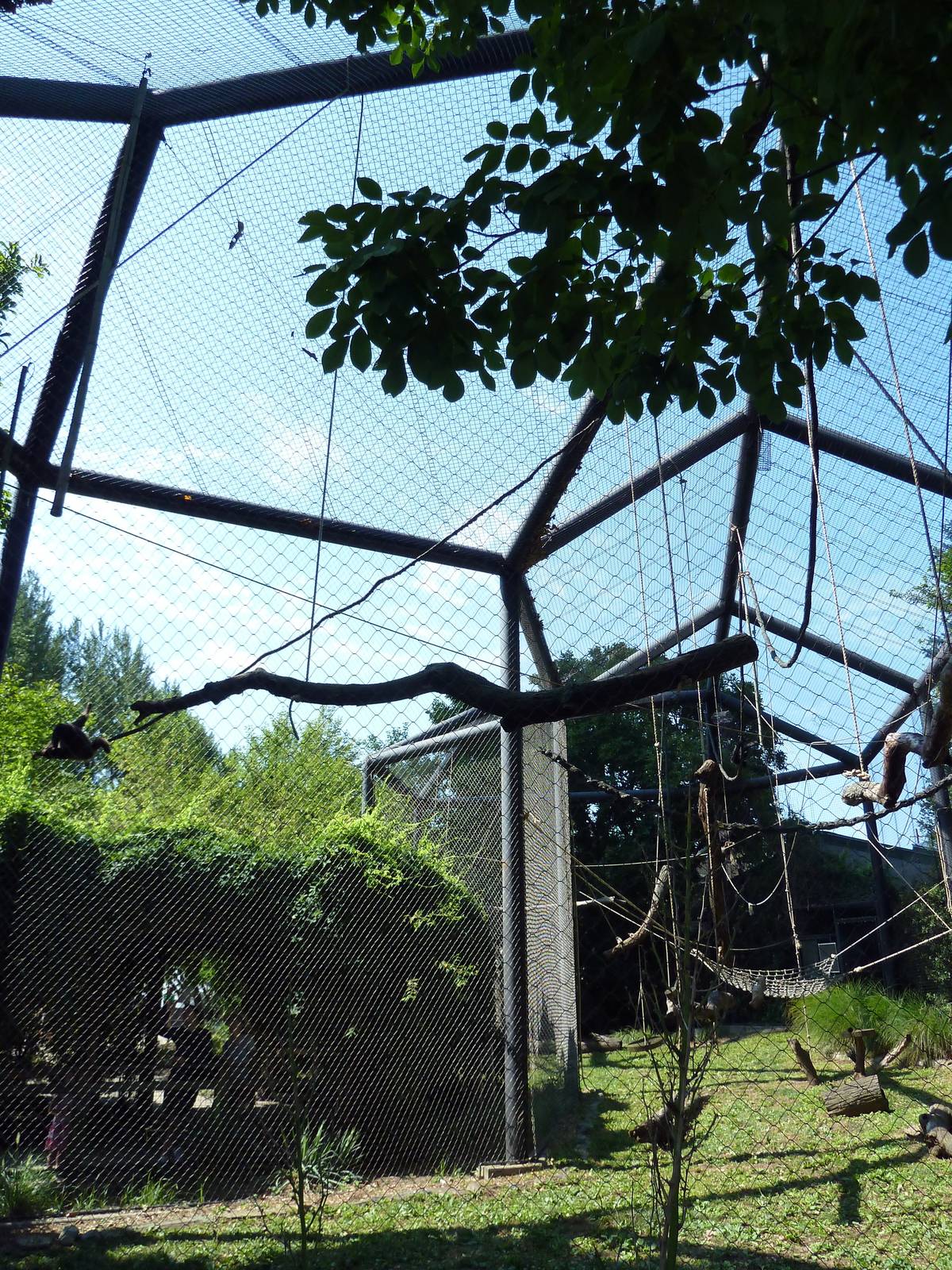 Monkey Junction - White-Bellied Spider Monkey/Black Spider Monkey Exhibit