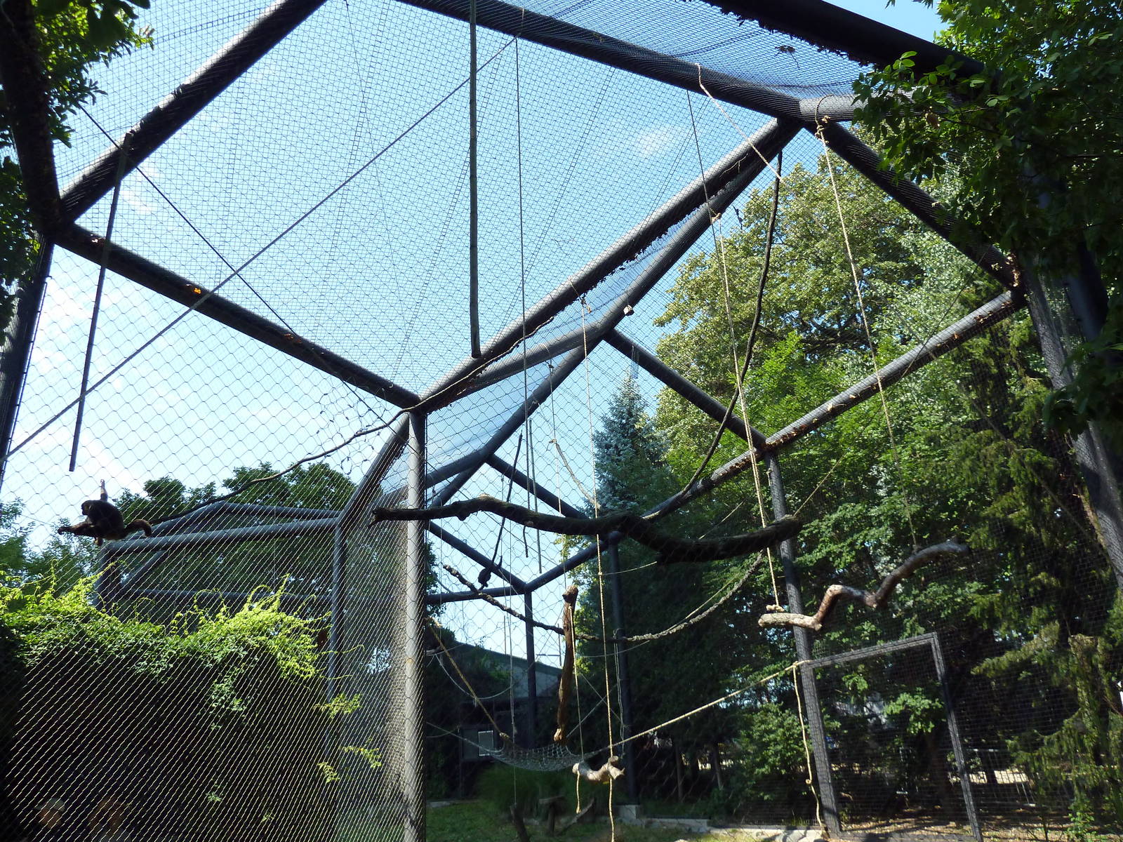 Monkey Junction - White-Bellied Spider Monkey/Black Spider Monkey Exhibit