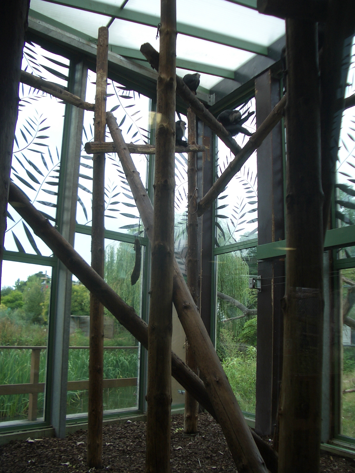 Monkey Jungle - 24.07.2010