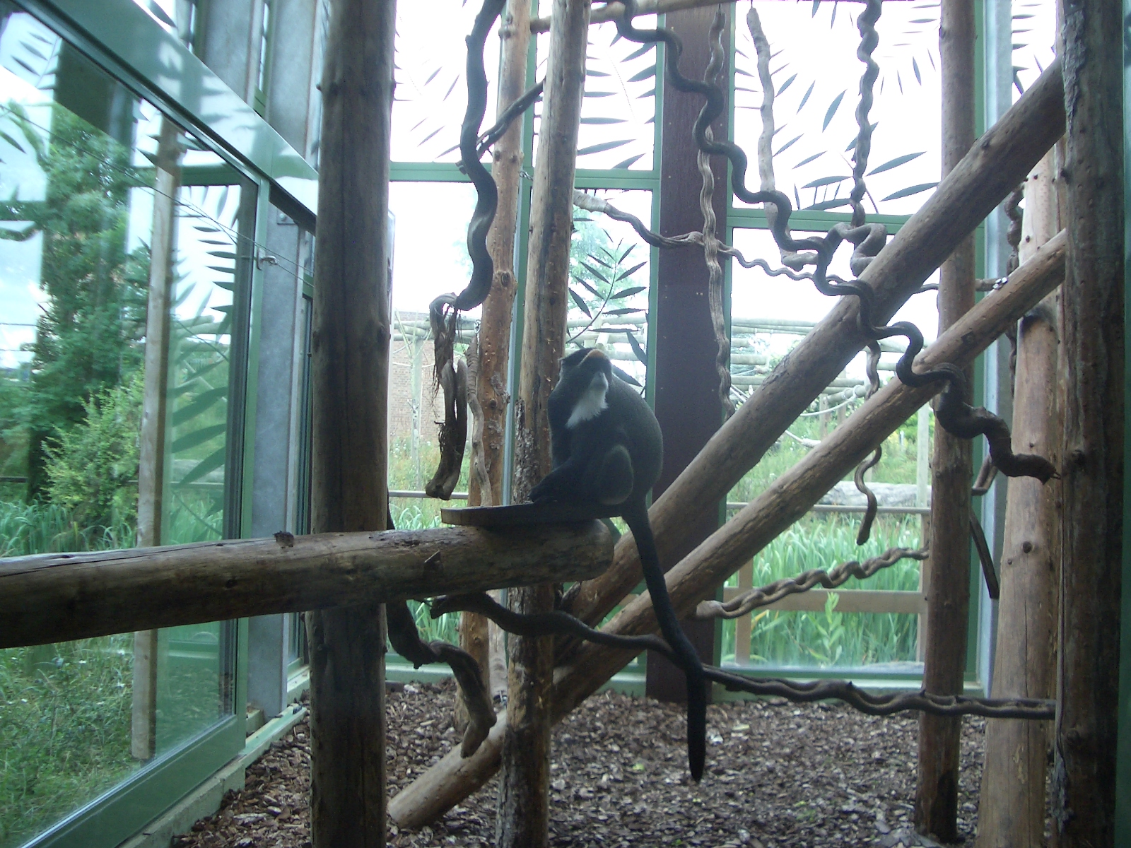 Monkey Jungle - 24.07.2010