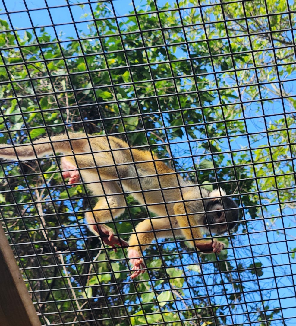 Monkey Jungle - Bolivian Squirrel Monkey