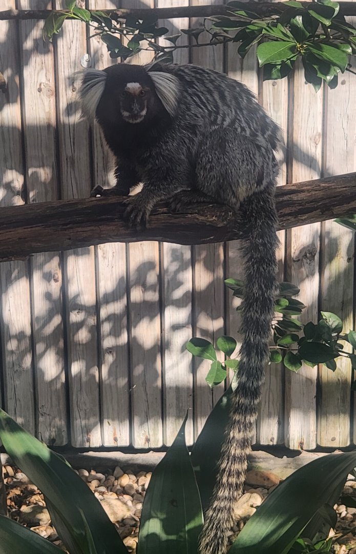 Monkey Jungle - Common Marmoset