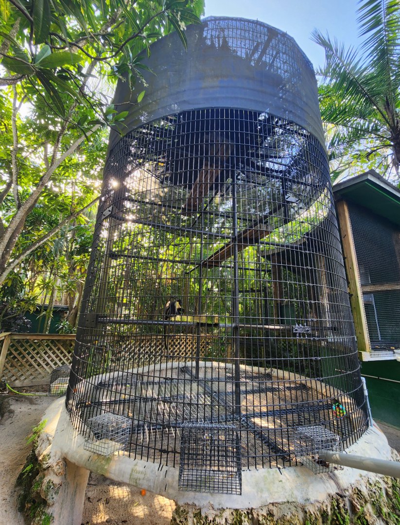 Monkey Jungle - Diana Monkey enclosure