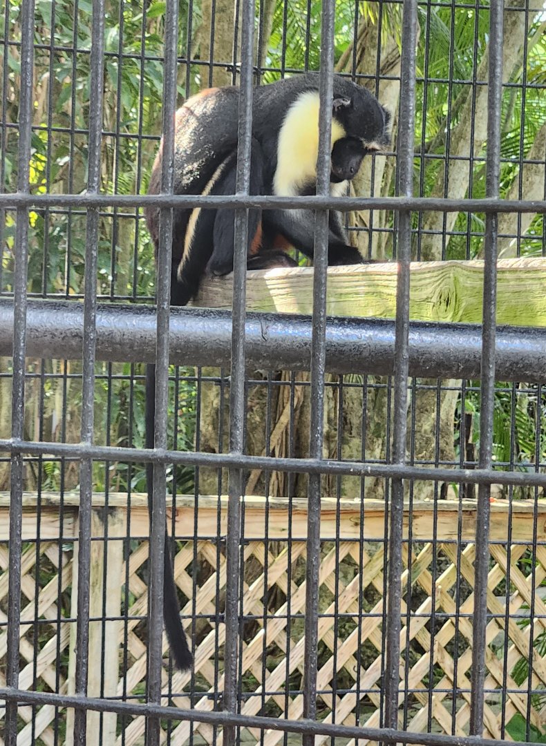 Monkey Jungle - Diana Monkey