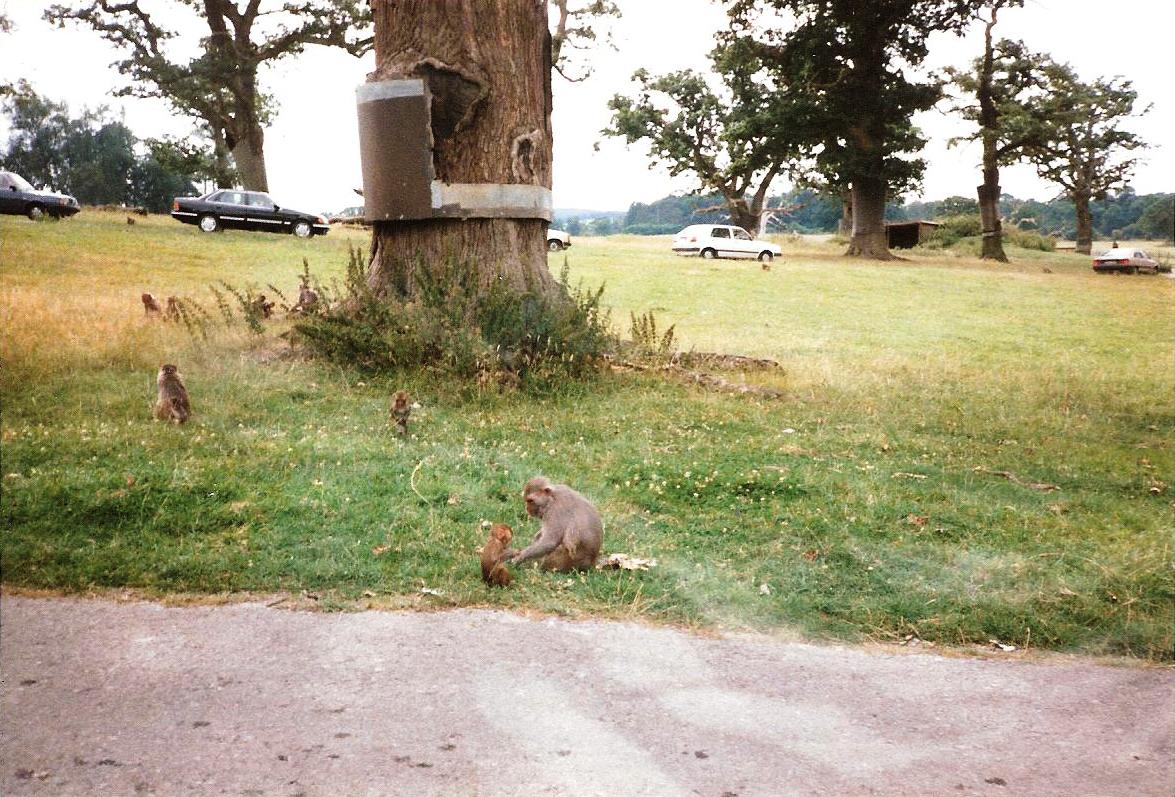 Monkey Jungle - July 1989