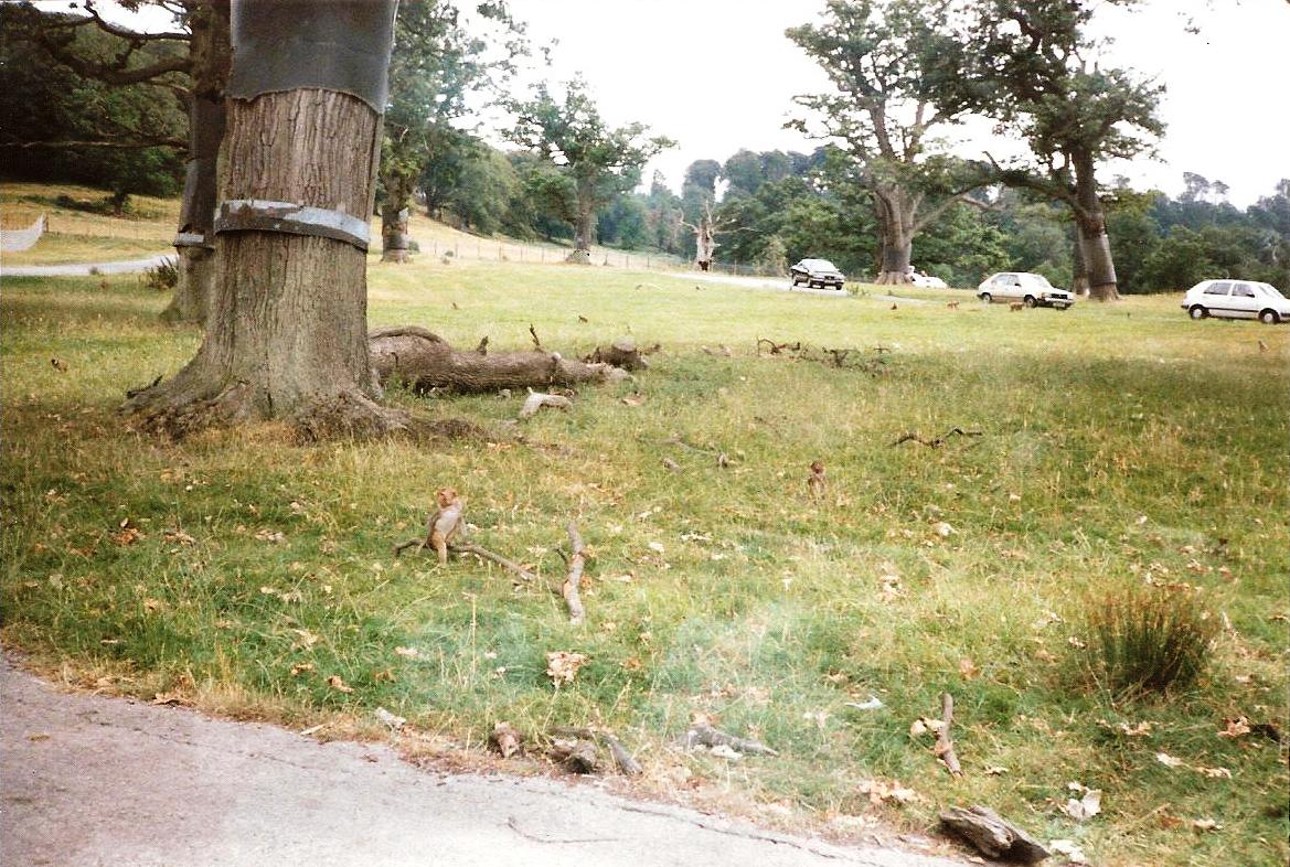 Monkey Jungle - July 1989