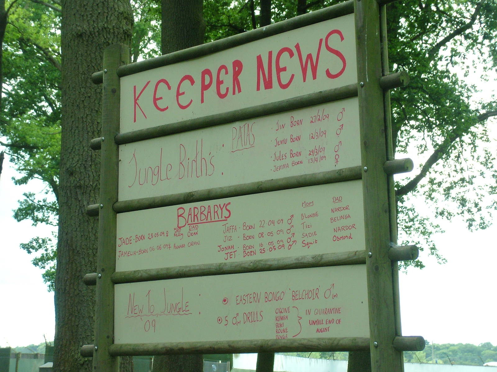 Monkey Jungle keeper news at Woburn 20/06/09