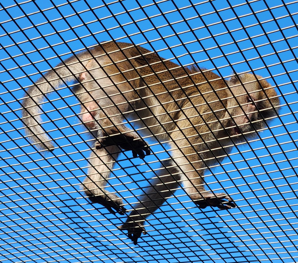 Monkey Jungle - Long-tailed Macaque