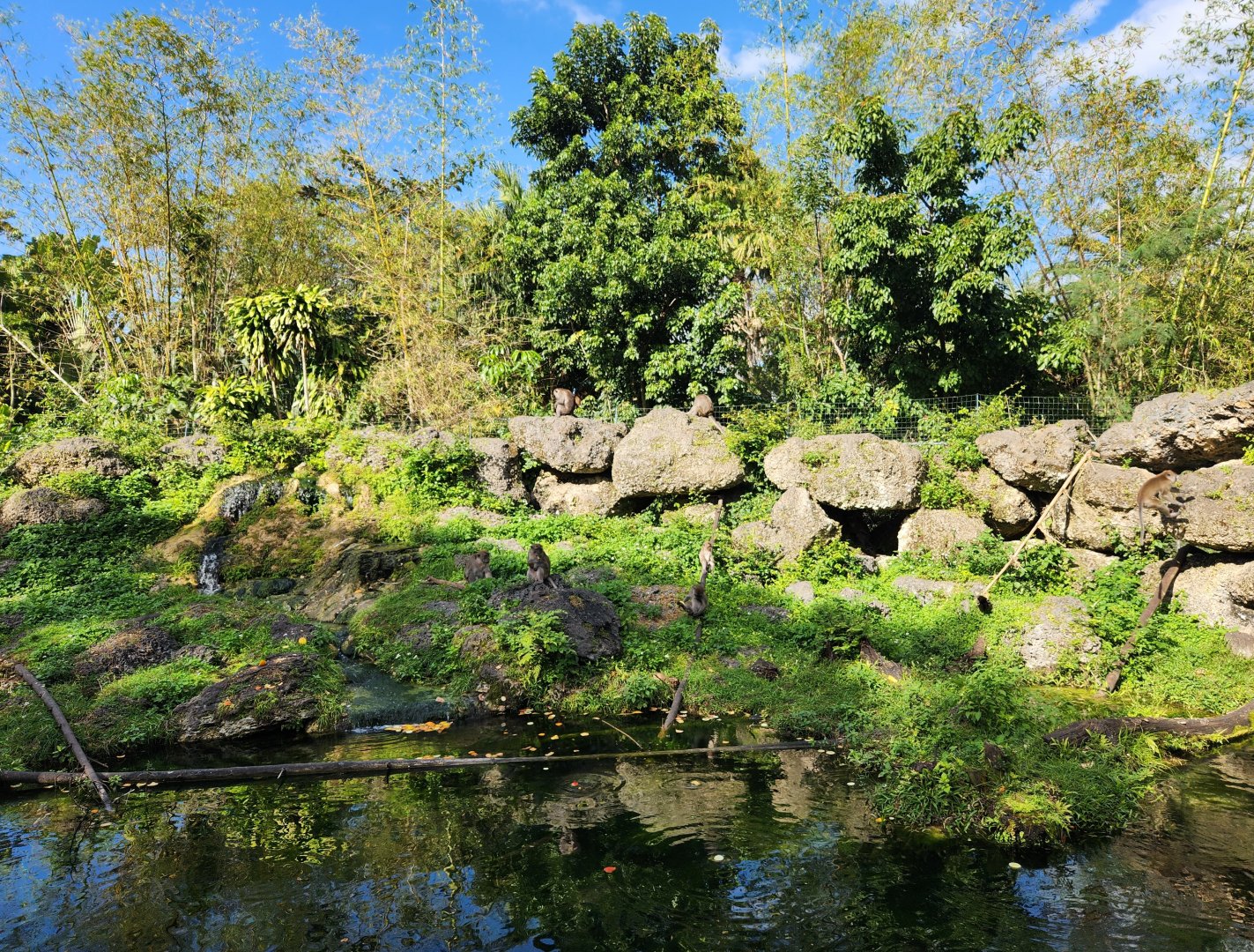 Monkey Jungle - Macaque performance pool