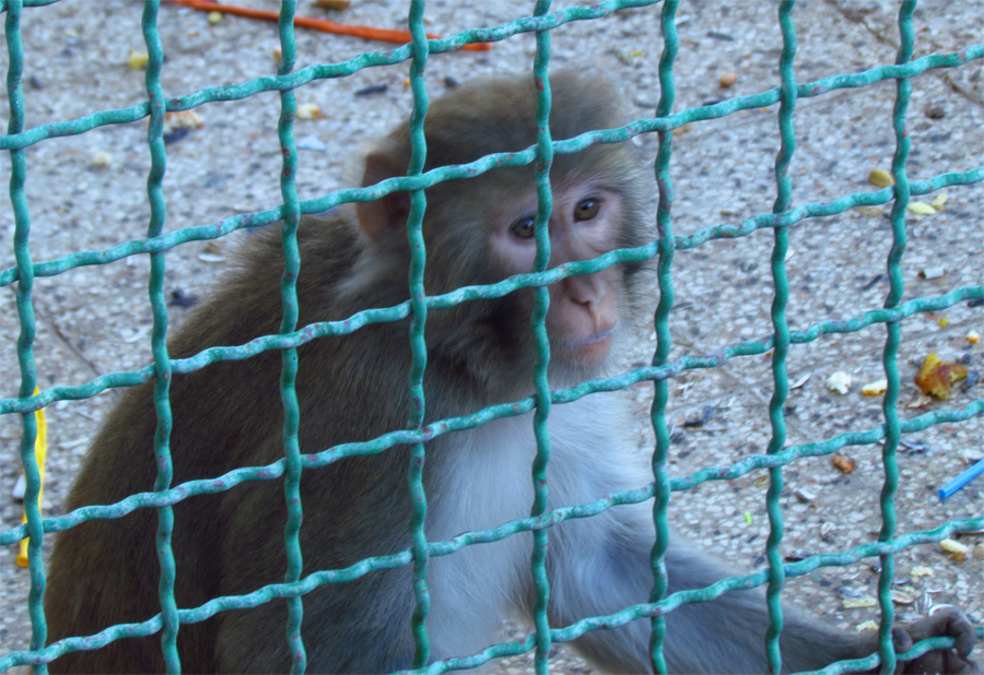 Monkey-Mashhad zoo