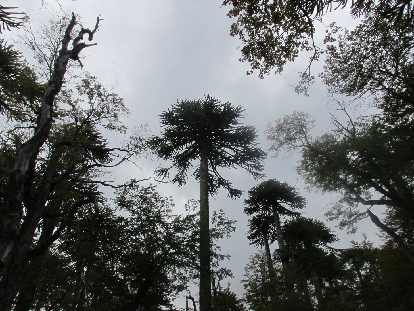 monkey puzzle tree araucaria araucana national tree of chile