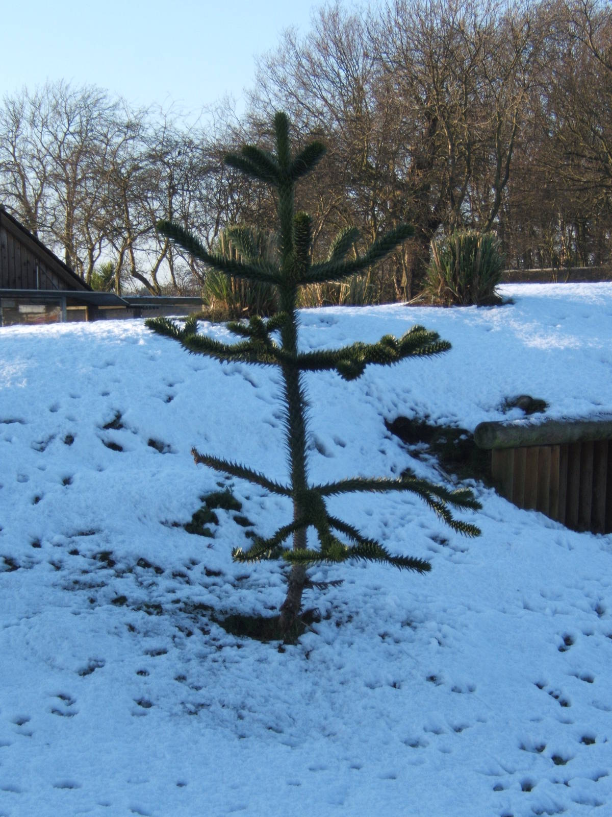 Monkey Puzzle Tree