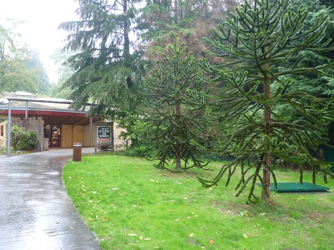 Monkey Puzzle trees for the entry of a Monkey park?