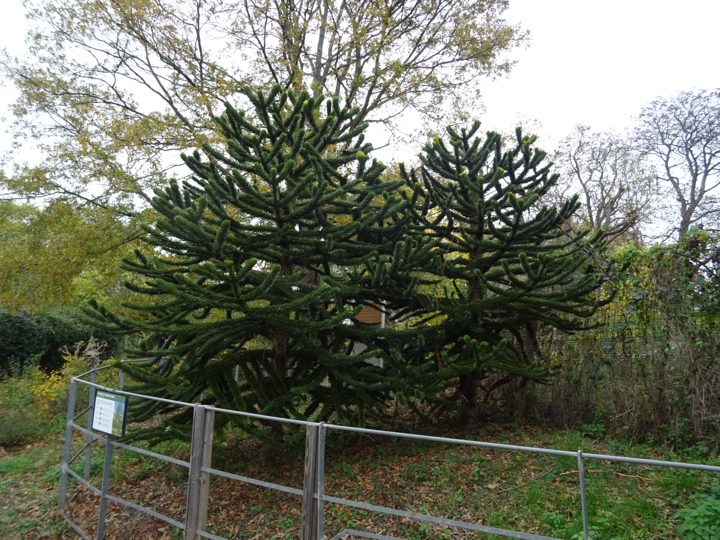 Monkey puzzle trees
