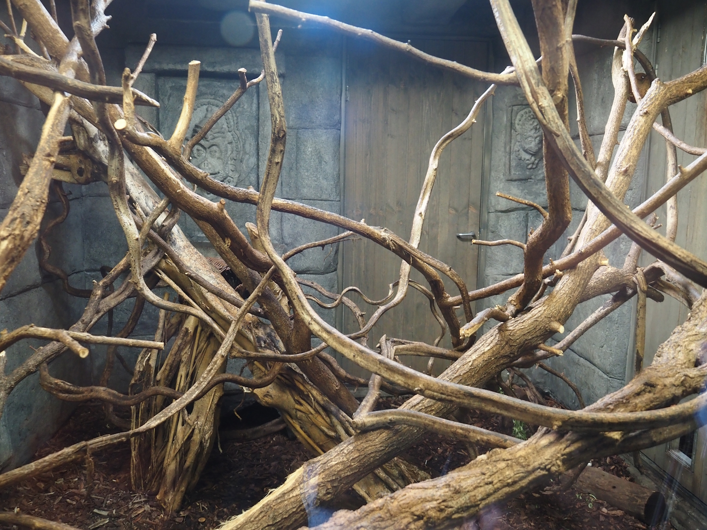 Monkey Ruins exhibit - Azara's agouti and South American monkey indoor exhibit, 2024-06-23