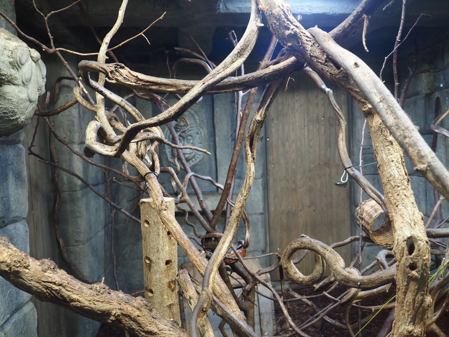 Monkey Ruins exhibit - Azara's agouti and South American monkey indoor exhibit, 2024-06-23