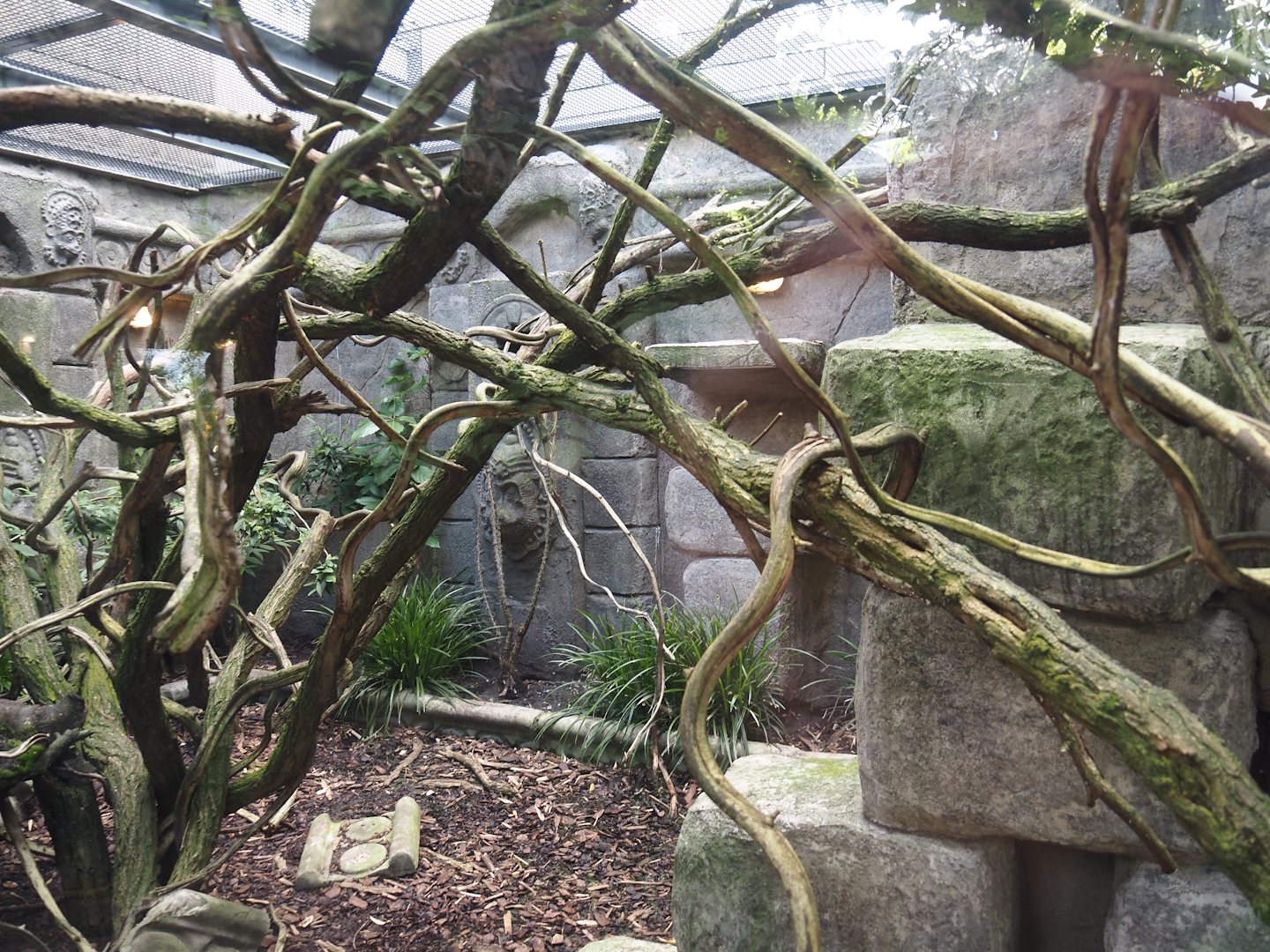 Monkey Ruins exhibit - Separate outdoor exhibit, 2024-06-23