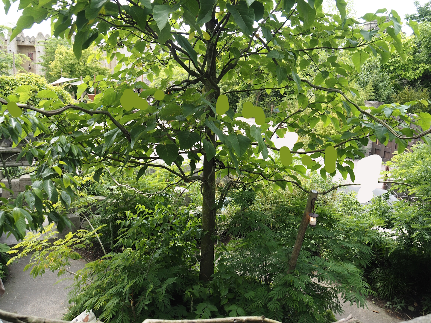 Monkey Ruins exhibit - View from elevated viewing area, 2024-06-23