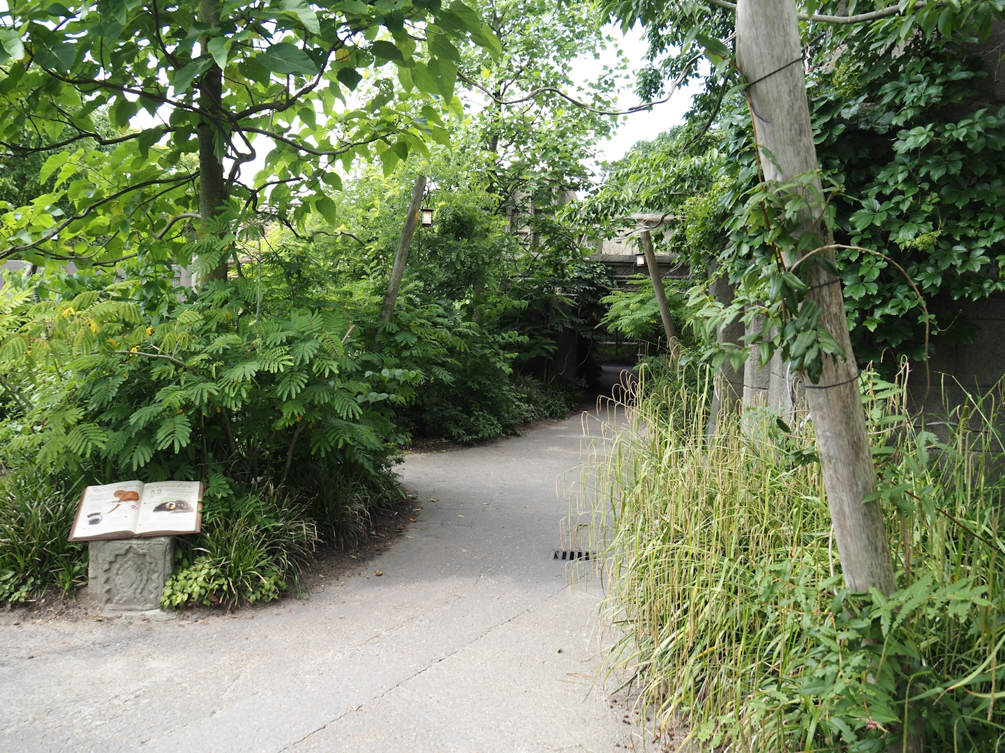 Monkey Ruins exhibit - Walkway, 2024-06-23