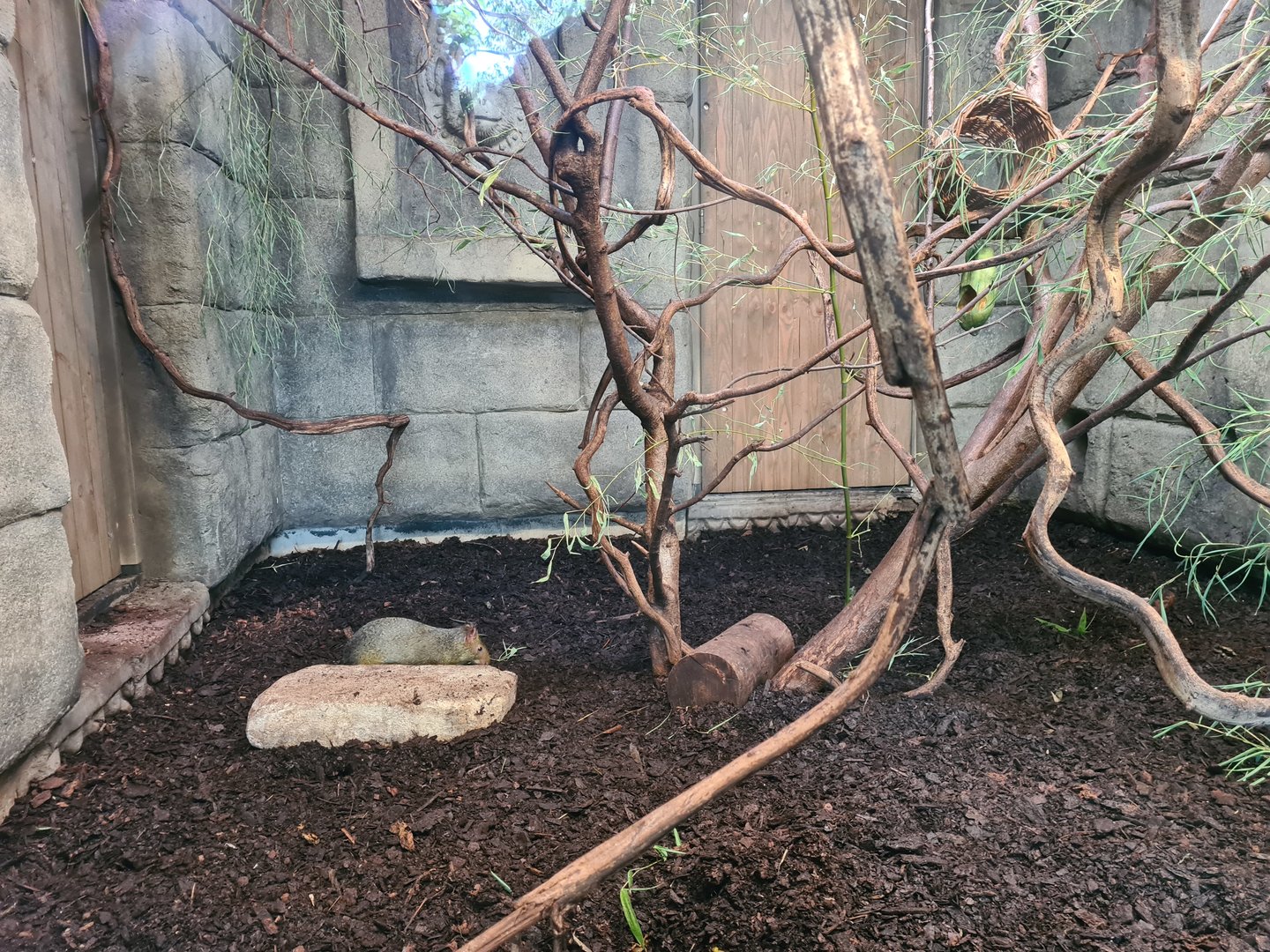 Monkey ruins indoor holding