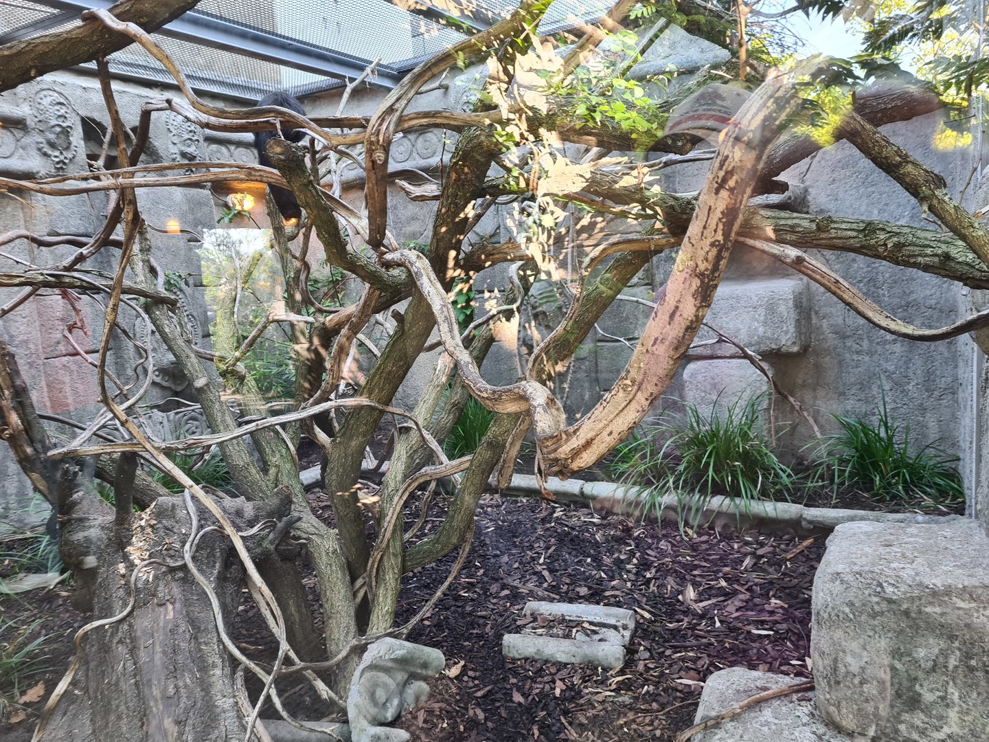 Monkey ruins indoor holding