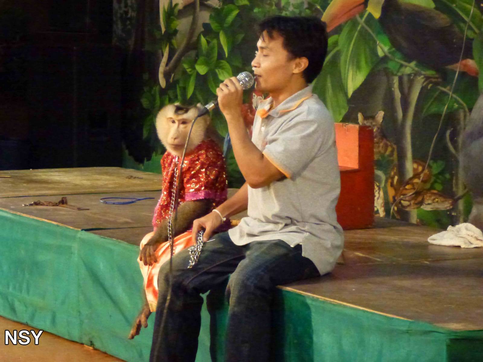 Monkey show, June 2013.