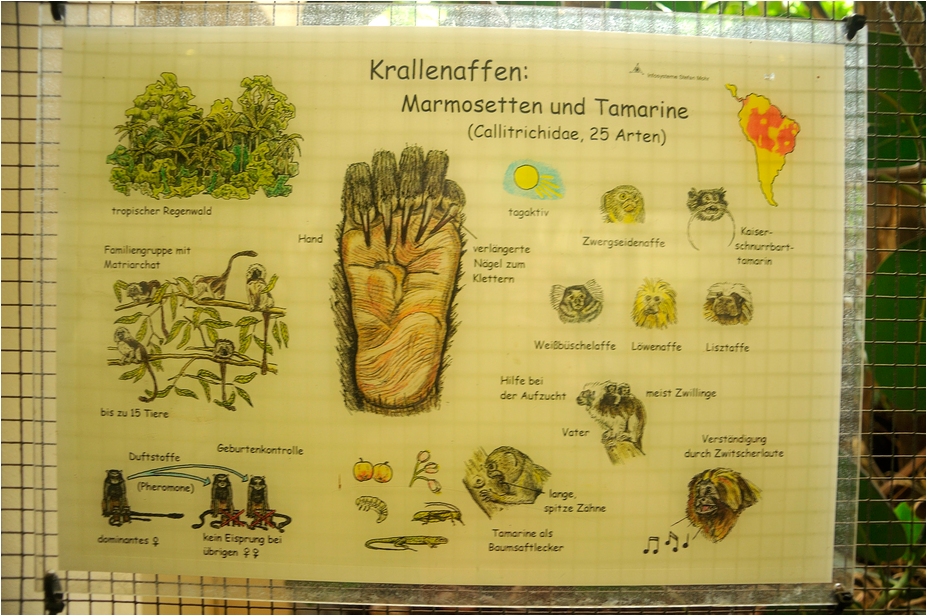 Monkey sign at Neuwied