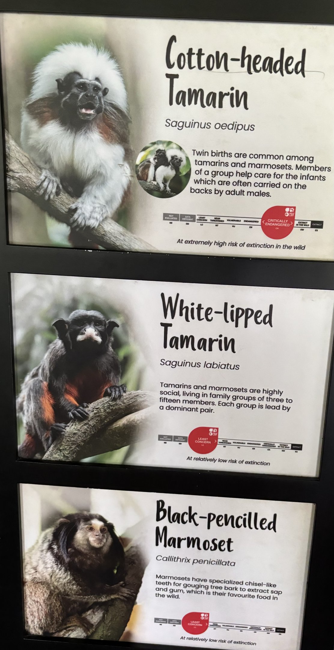 Monkey Signs (3 species)