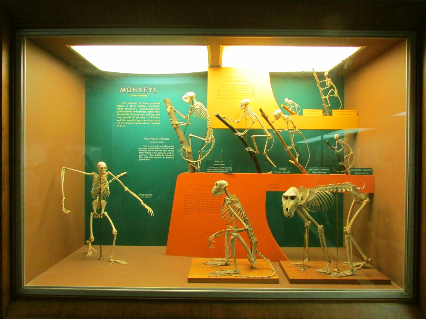 Monkey Skeletons